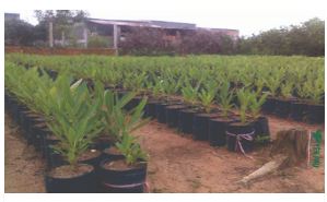 Túi nilon trồng cây - In Túi Nilon Yên Phú - Công Ty TNHH Sản Xuất In Bao Bì Yên Phú